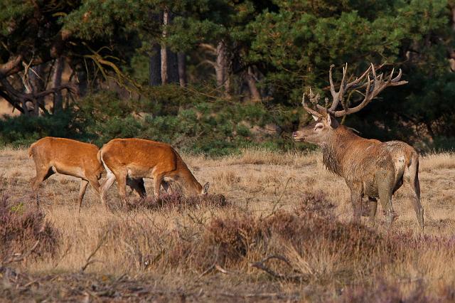 38 Hoge Veluwe, edelherten.jpg